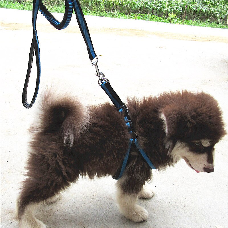 Bungee Dog Harness Leash