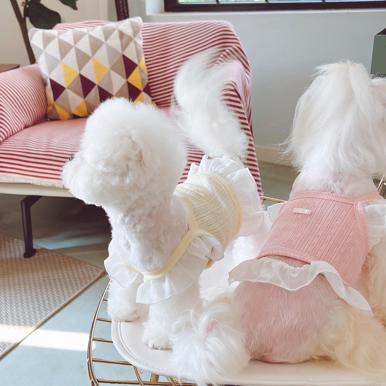 Breathable Lace Shoulder Cat Dog Vest