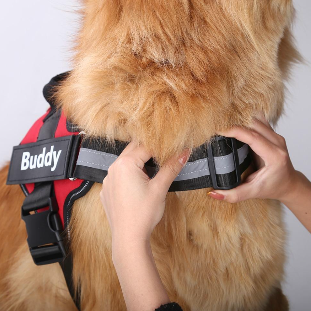 Personalized No Pull Harness