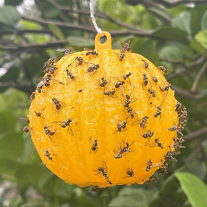 Hanging Environmental Fruit Fly Traps Sticky Traps