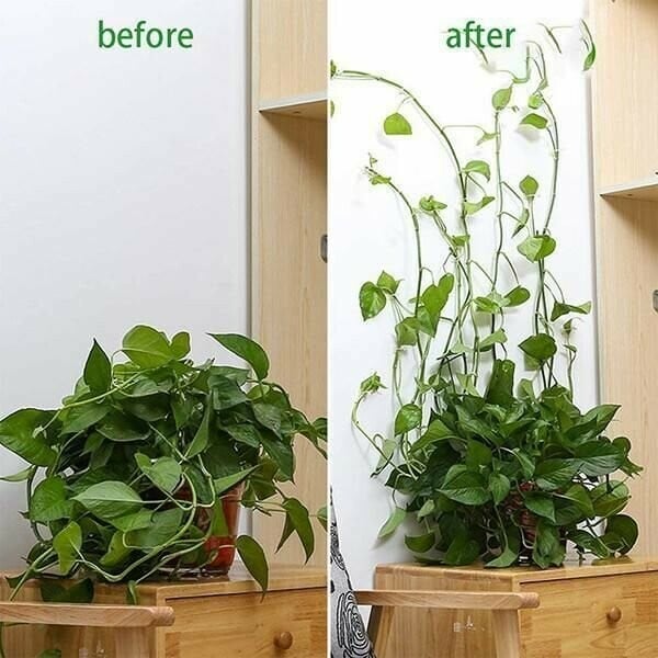 Plant Climbing Wall Fixture