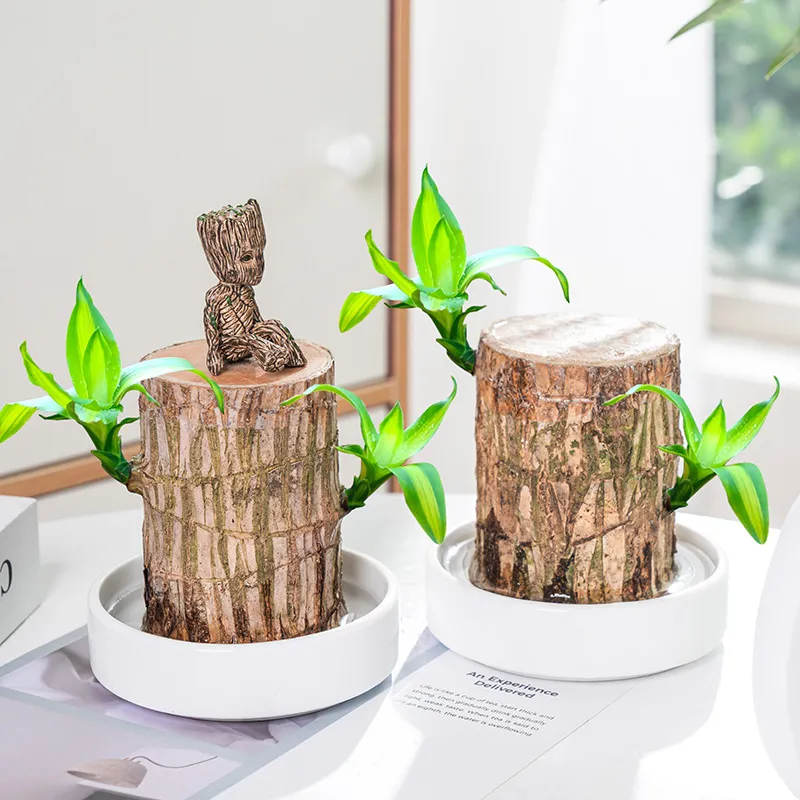 🍀Brazilian Lucky Wood Hydroponic Plants