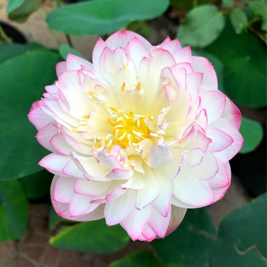 🔥Last Day 75% OFF💐The Sacred Bonsai Bowl Lotus Flower (7 days germination)