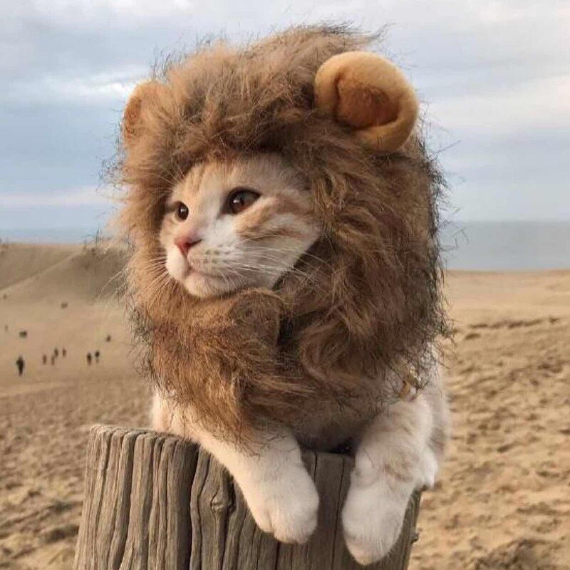 Lion Wig Costume for Cats