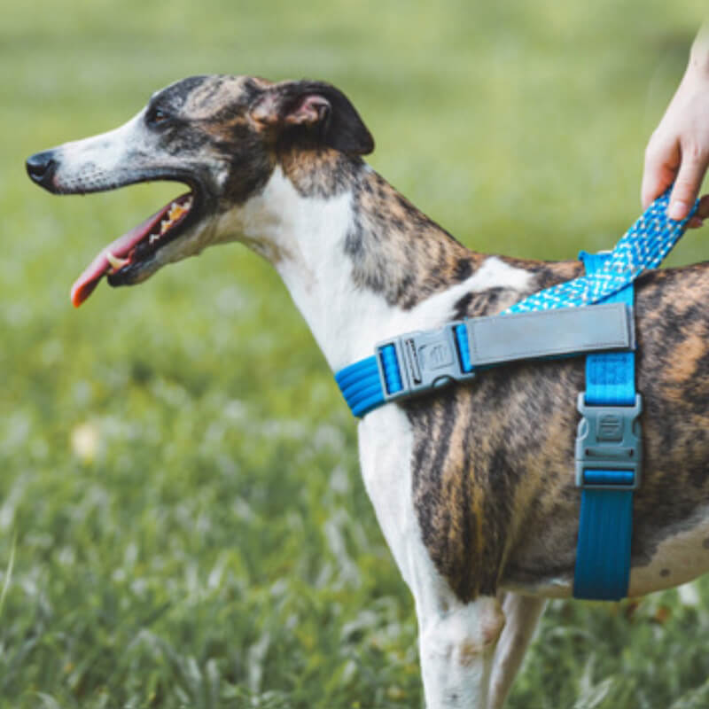 Reflective Buffer Anti Pull Large Dog Harness For Trunk