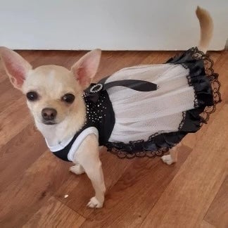 Lace Bowknot Design Puppy Dress