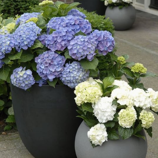 49% OFF--Outdoor Artificial Hydrangea Flowers💐