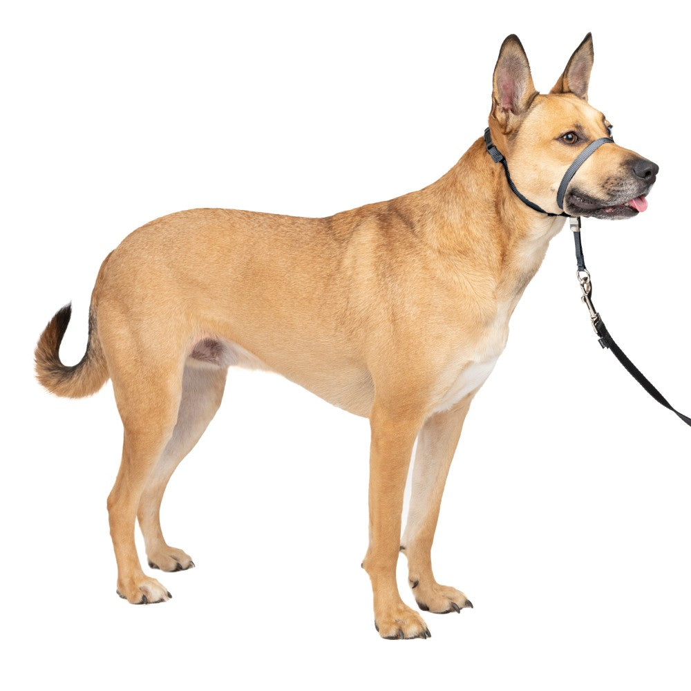 Adjustable No Pull Dog collar