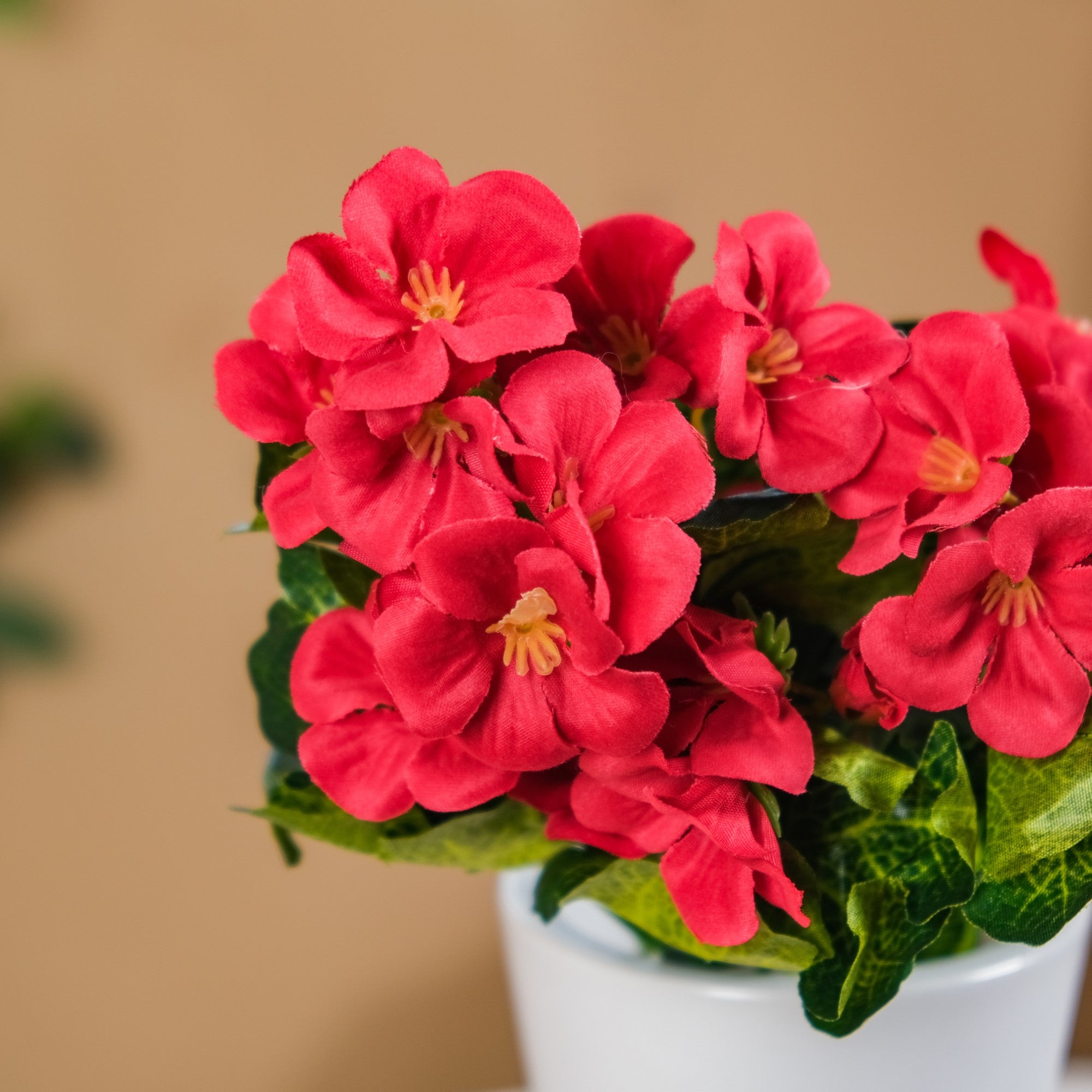 Begonia Flower Stem