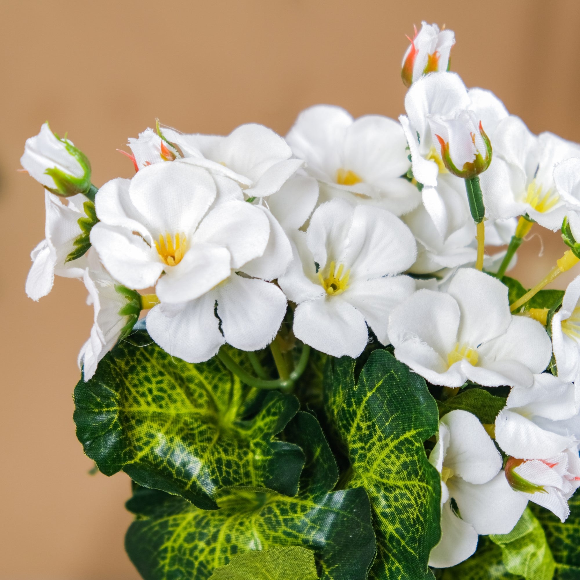 Begonia Flower Stem