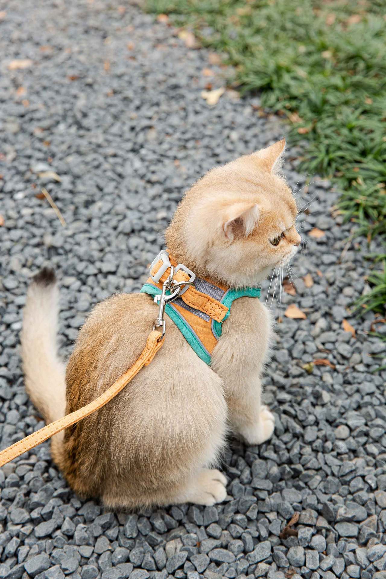 Cat Traction Rope Vest-Style Harness