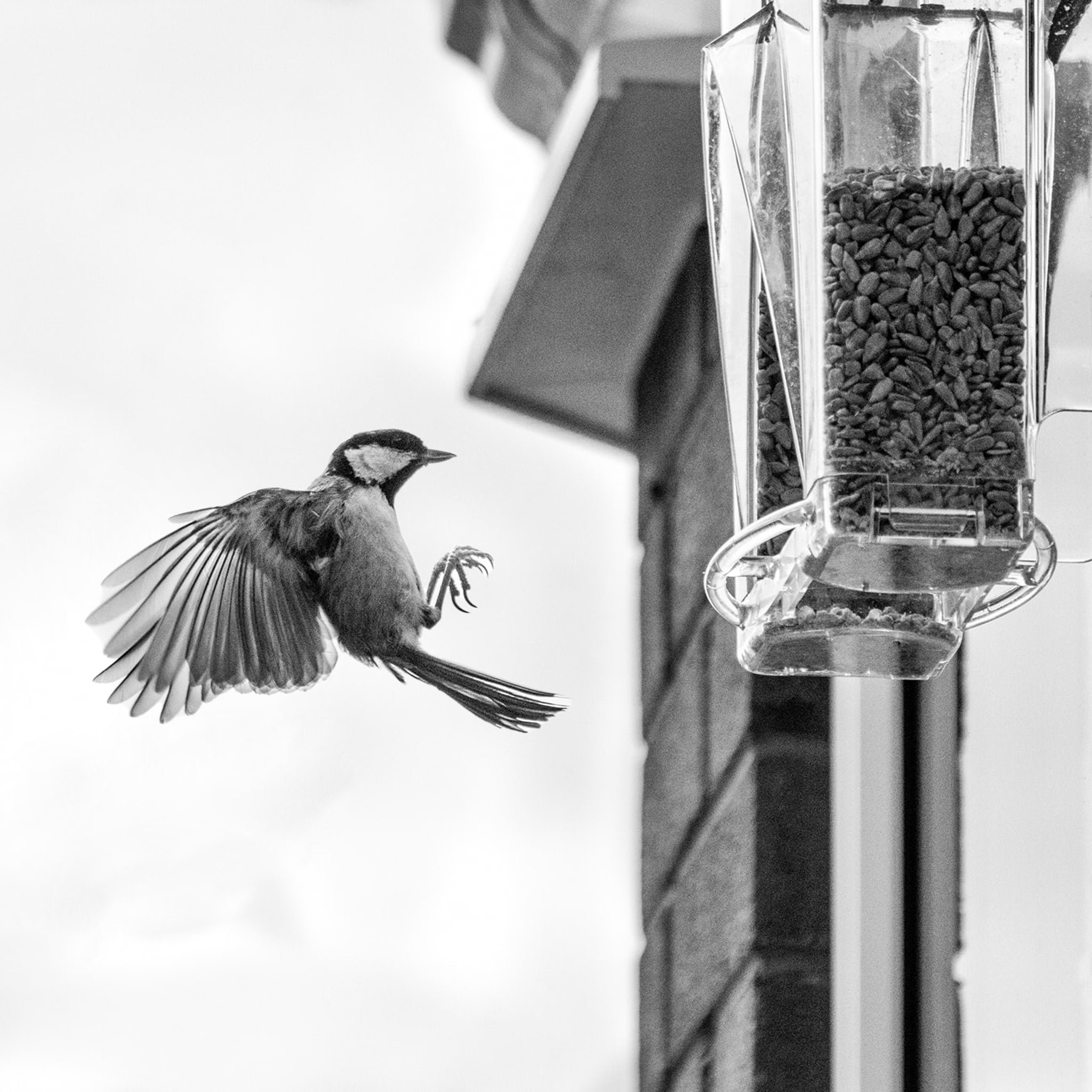 🐦2023 New Year Sale💝 Arch Window Bird Feeder🏠