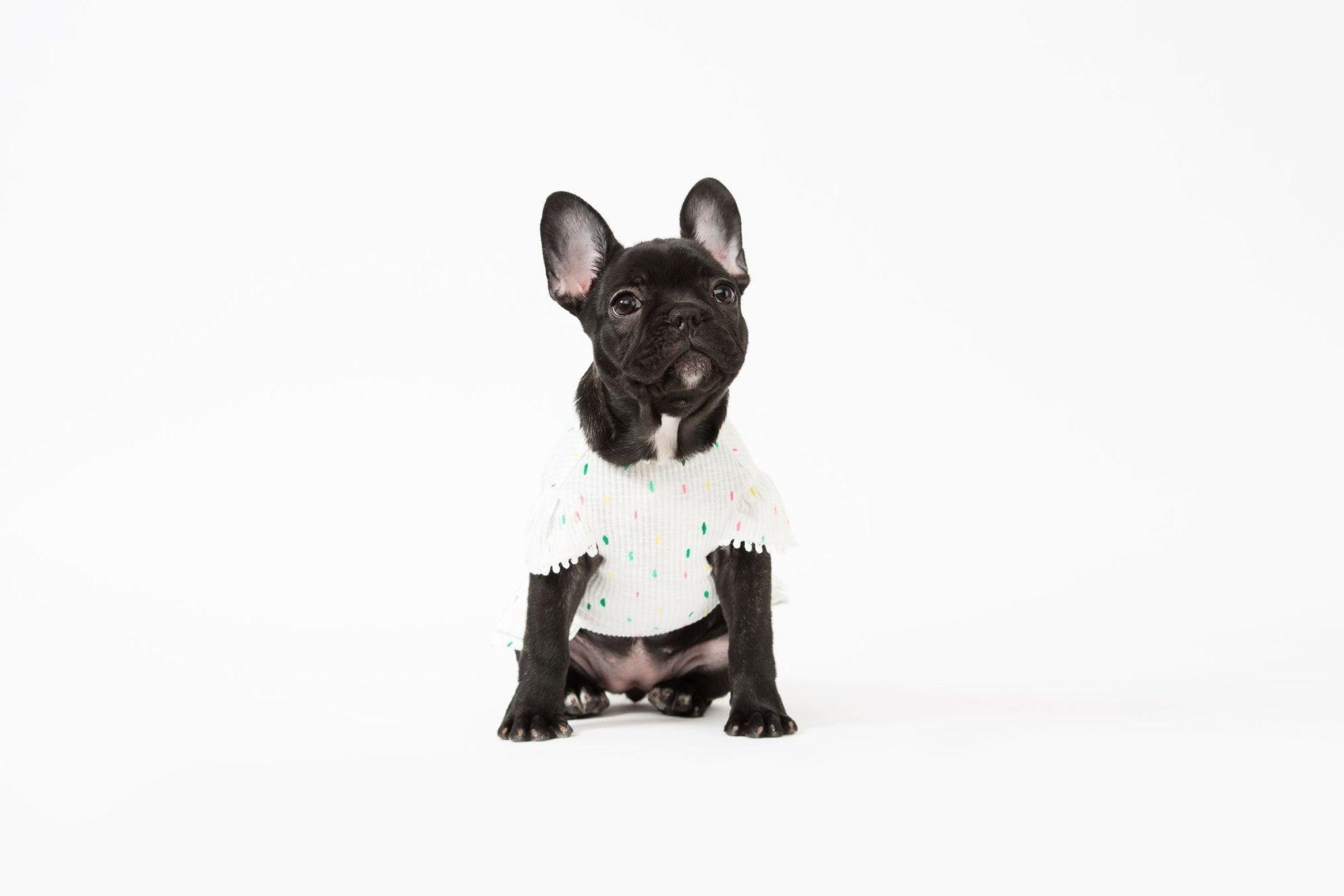 Bohemian Dog Dress