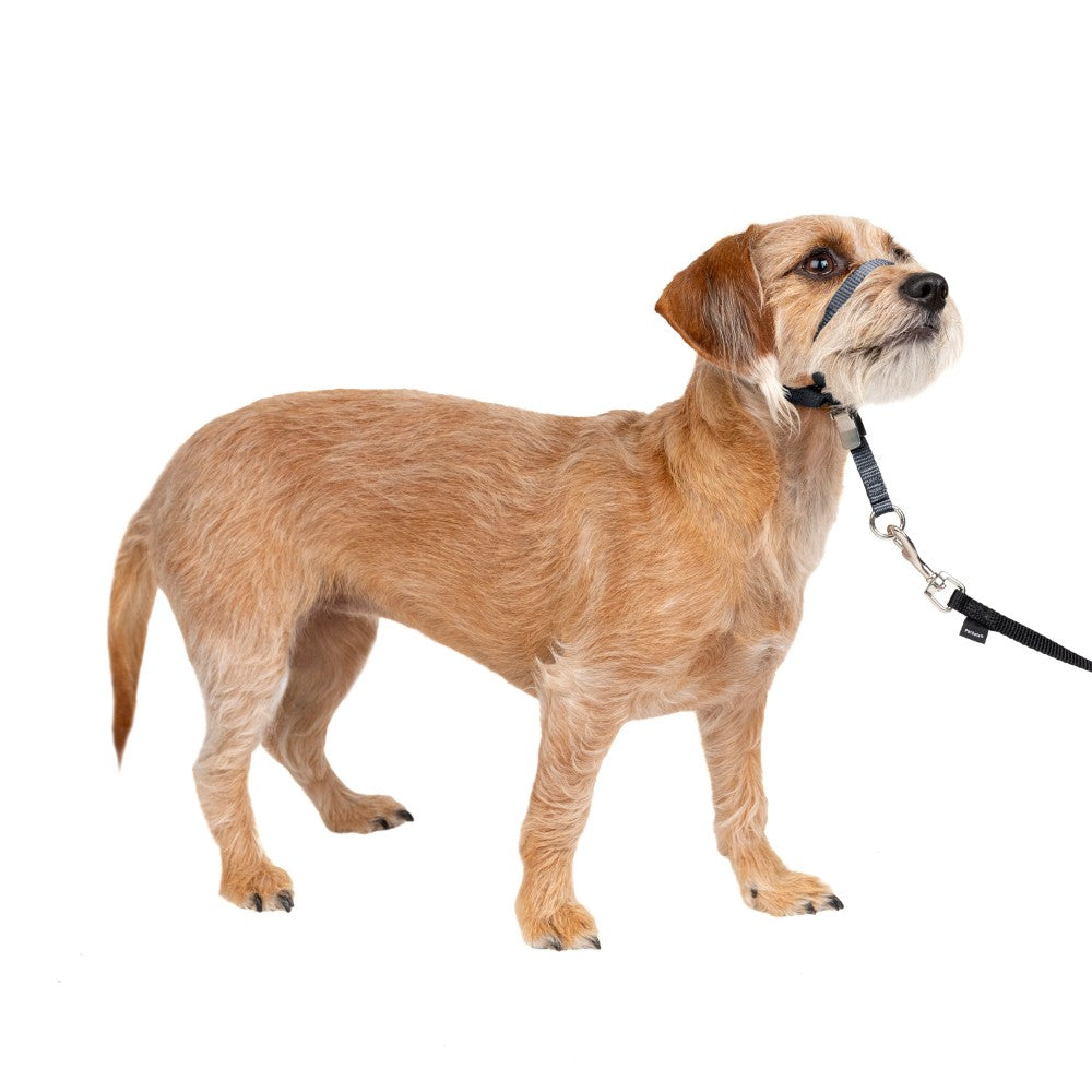 Adjustable No Pull Dog collar