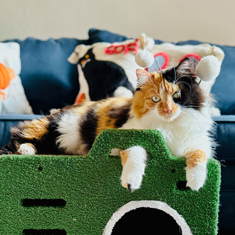 Cozy Green Radio Cat Bed