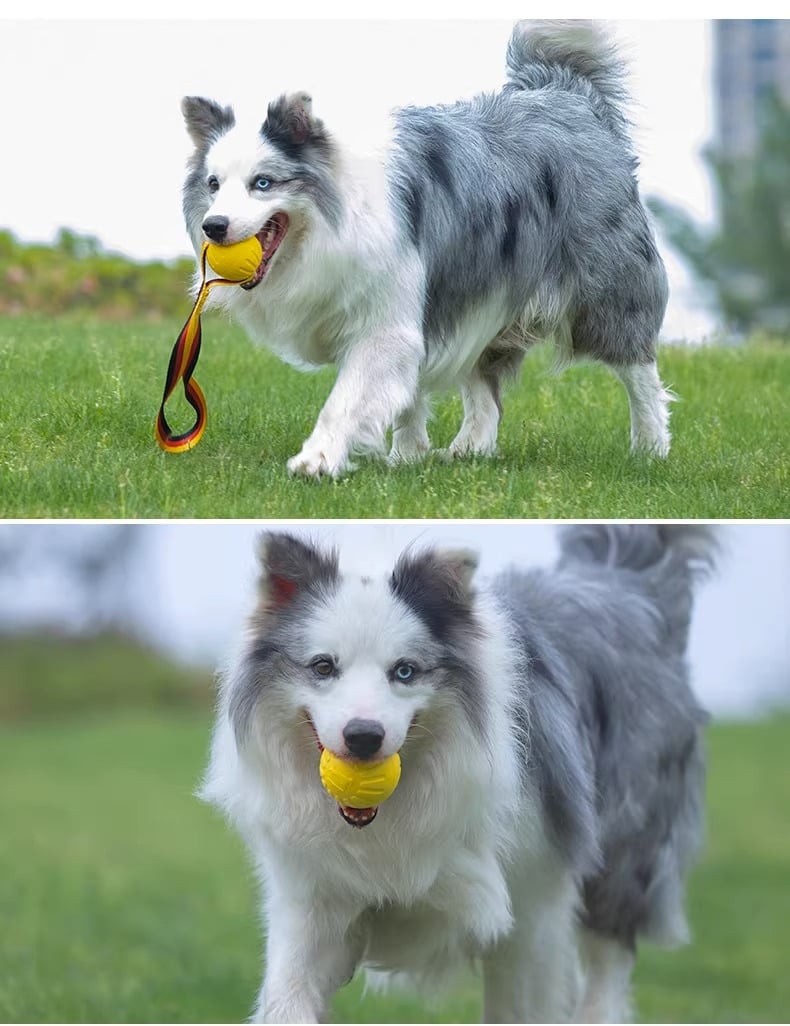 Outdoor dog toy set - Frisbee. ring. and small ball