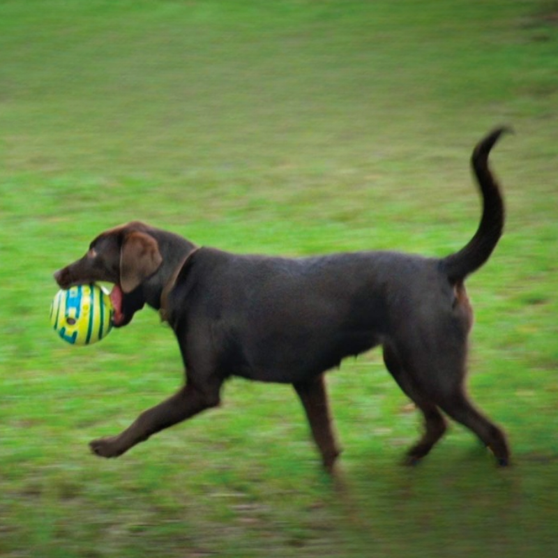 Giggle Ball. Interactive Dog Toy