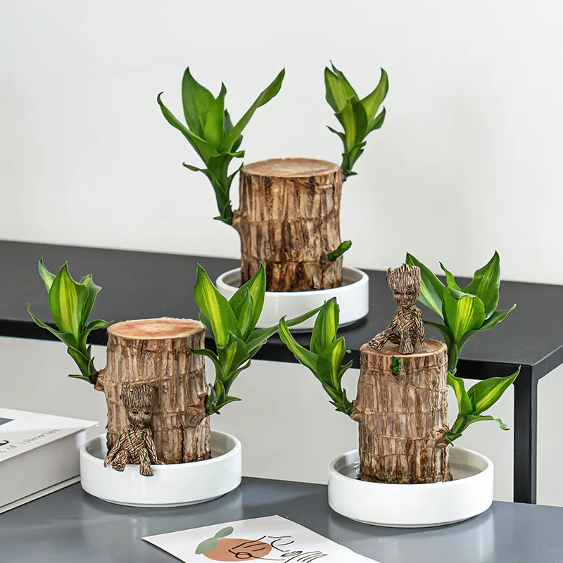 🍀Brazilian Lucky Wood Hydroponic Plants