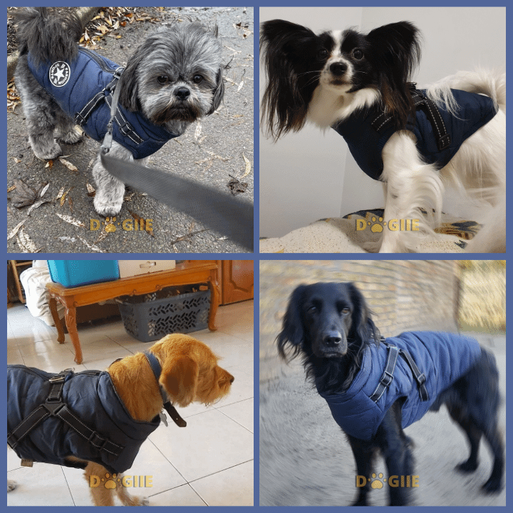 🔥  Promotion 47% OFF - Waterproof Winter Dog Jacket with Built-in Harness