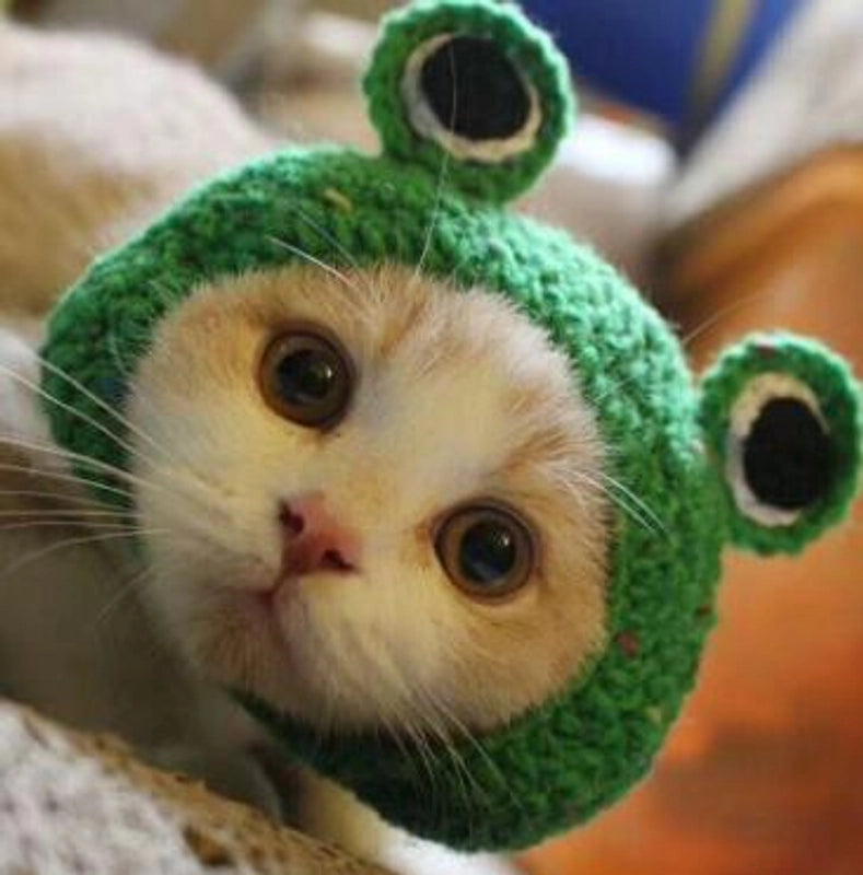 Cute Acrylic Frog Patchwork Pet Hat