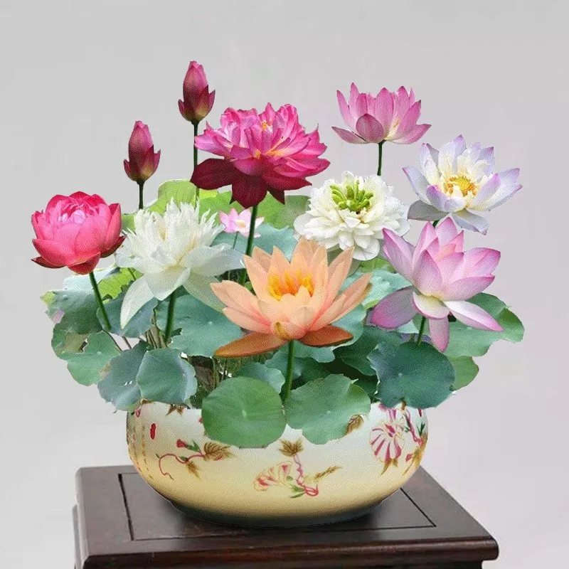 🔥Last Day 75% OFF💐The Sacred Bonsai Bowl Lotus Flower (7 days germination)