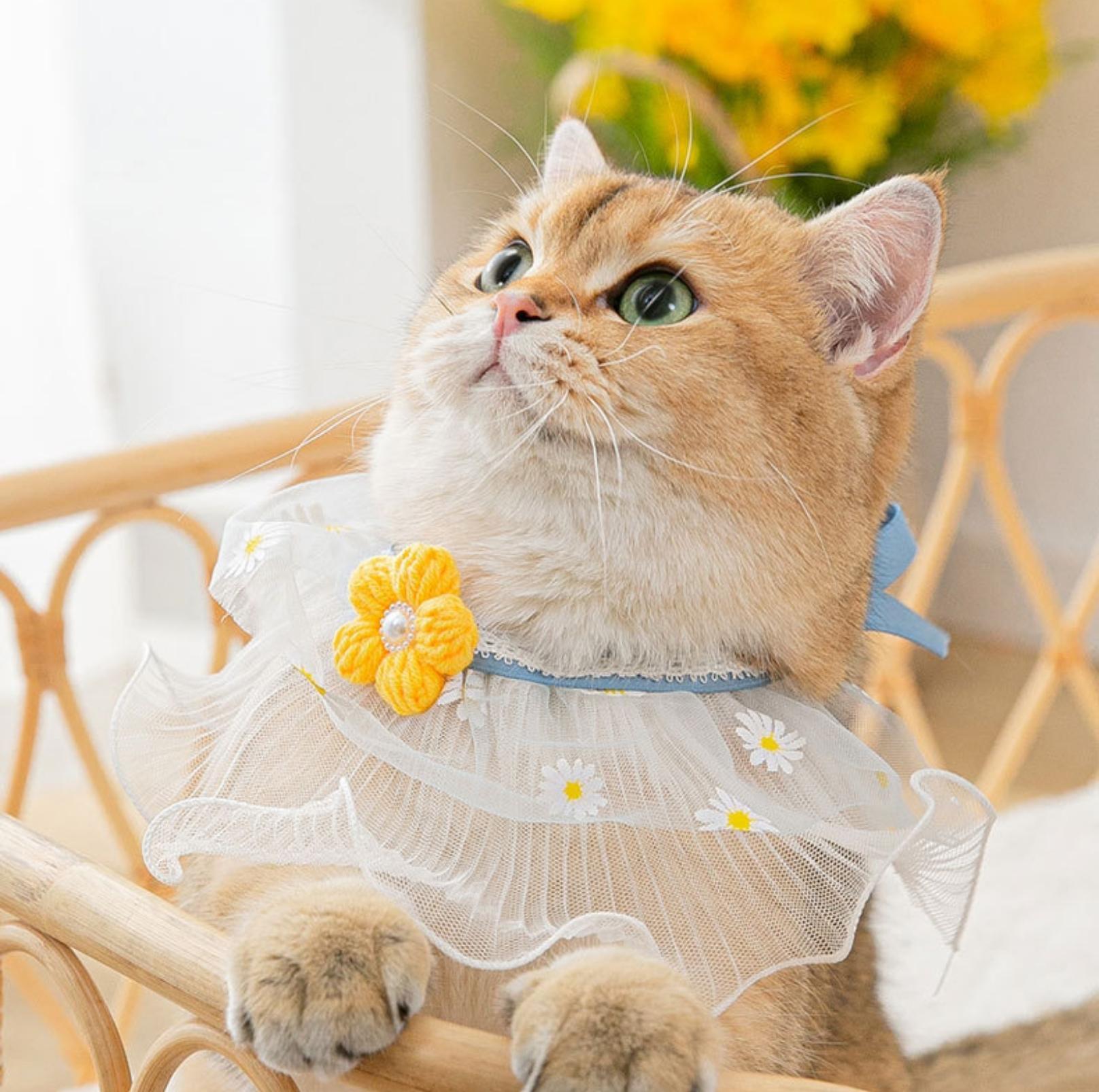 Lace Bib & Floral Necktie for Cats and Dogs