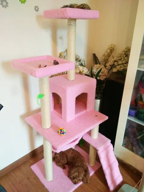 Climb & Scratch Cat Activity Center