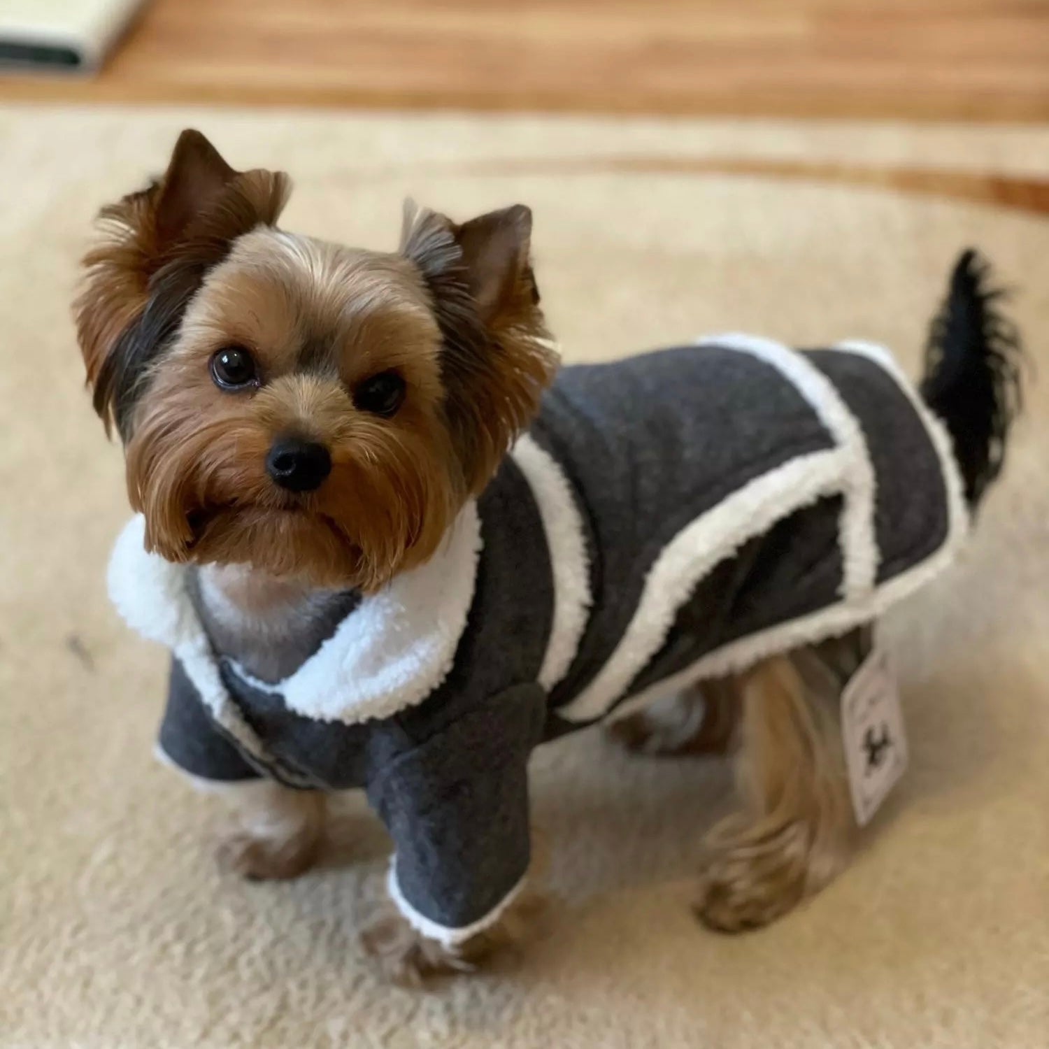 Furry Warm Dog Coat