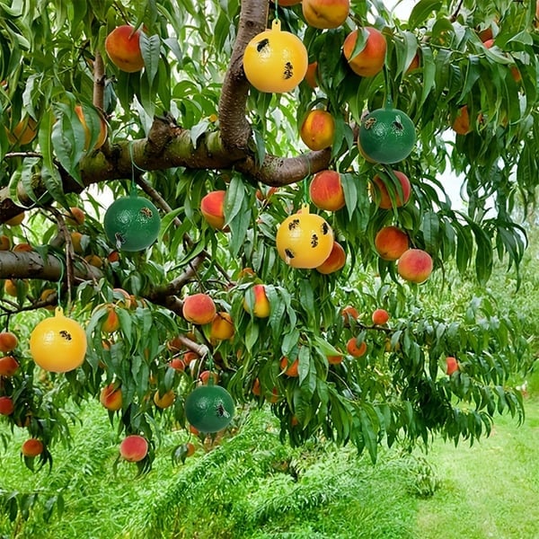 Hanging Environmental Fruit Fly Traps Sticky Traps