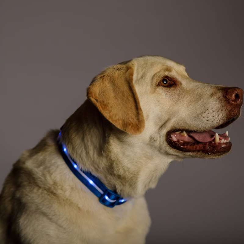 LED Design Dog Leash For Training