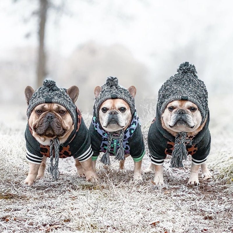 Winter Pet Dog Hat