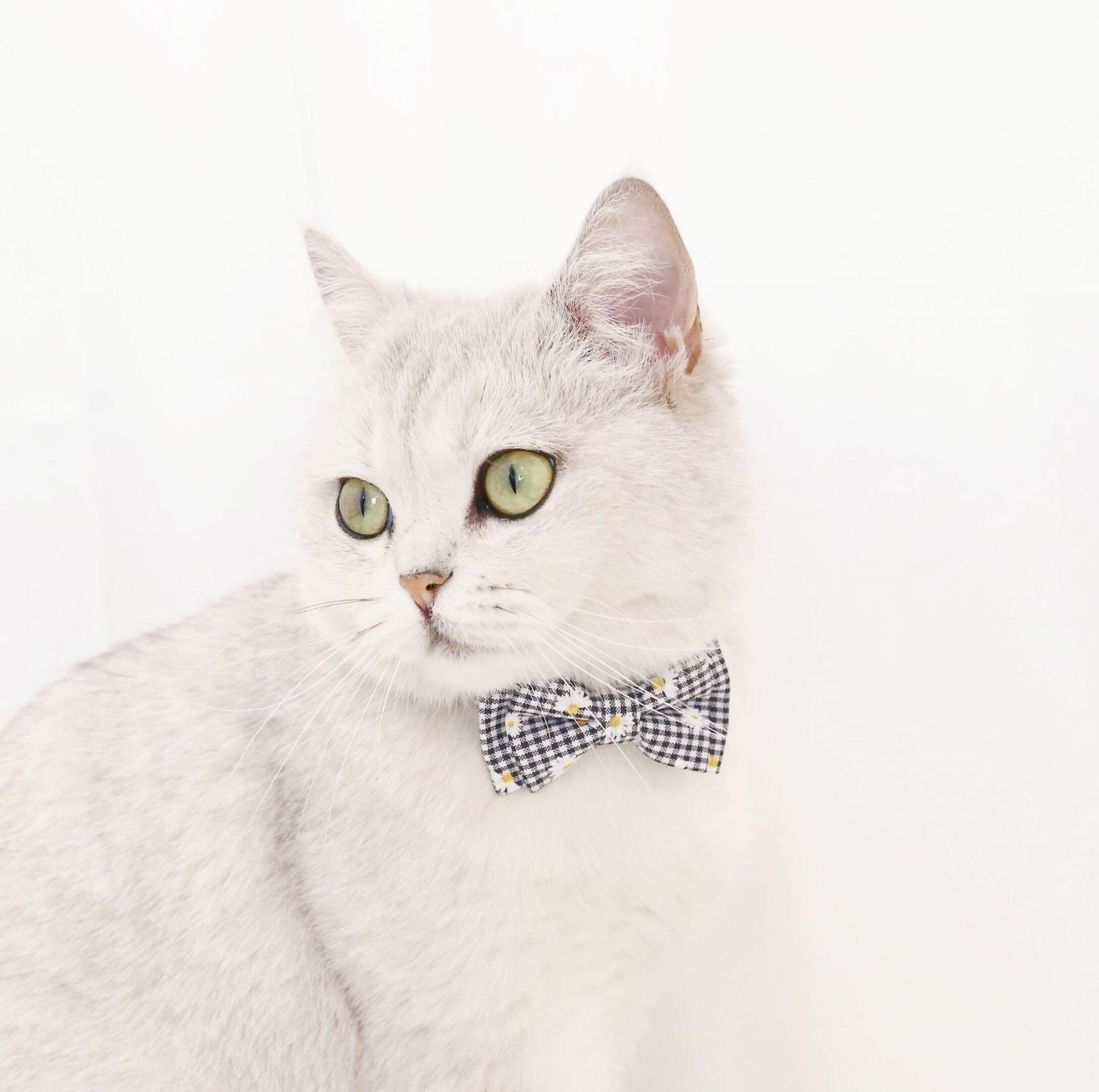 Pet Adjustable Bow Collar with Daisy Pattern