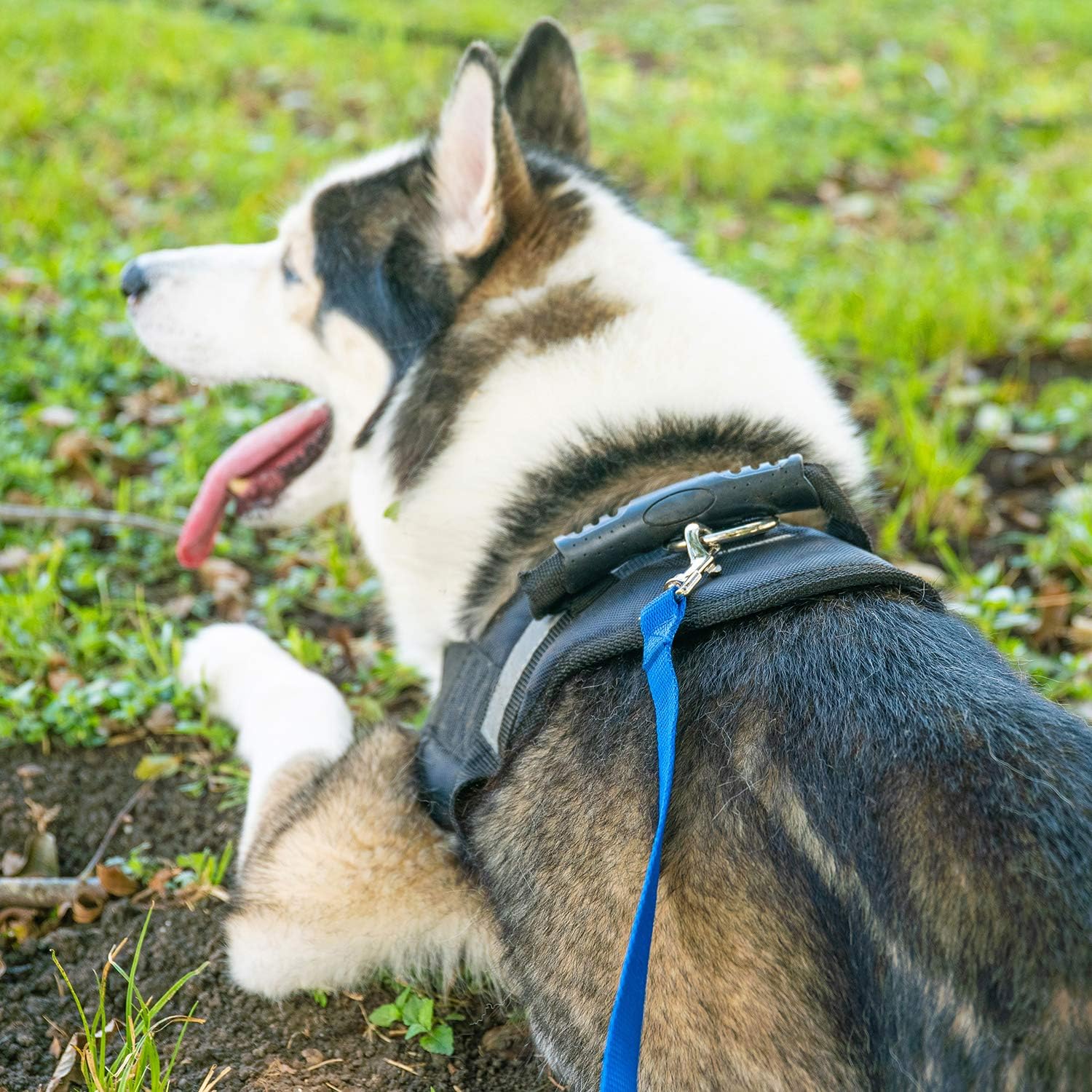 Dog Obedience Recall Training Leash
