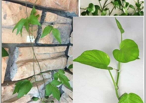 Plant Climbing Wall Fixture