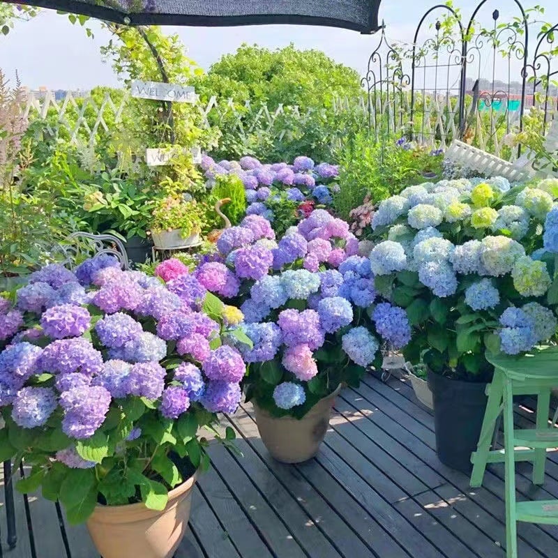 49% OFF--Outdoor Artificial Hydrangea Flowers💐