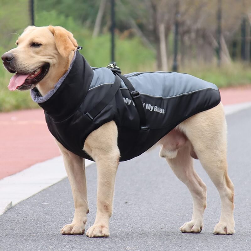 High Collar Warm Cool Dog Accessories Jacket Thickened Cool Dog Accessories Cotton Coat