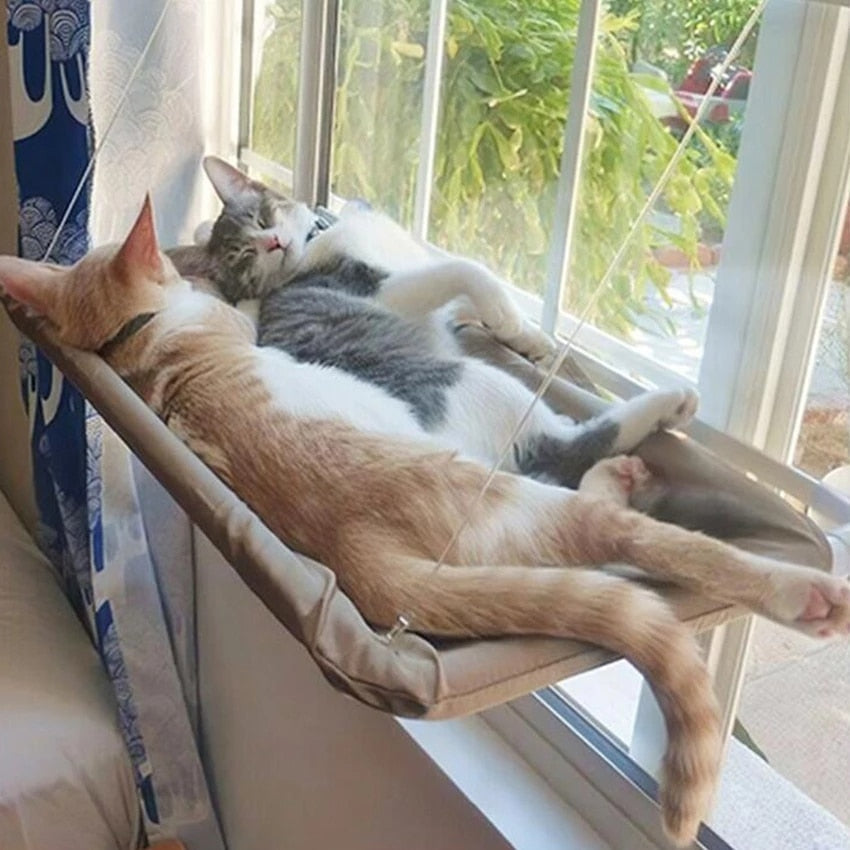 Window Still Bed