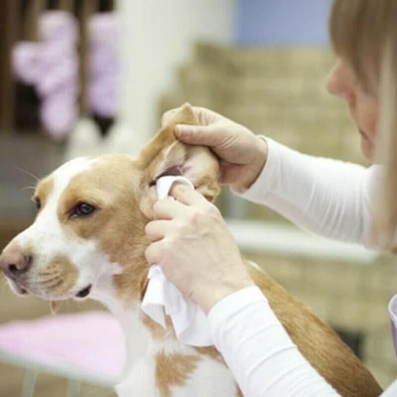 2023 New Pet Ear Powder