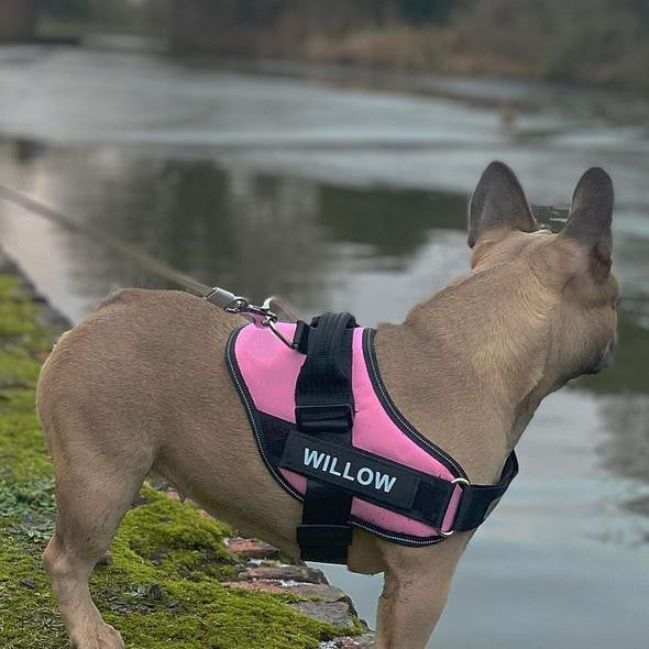 Custom No Pull Dog Harness with Name and Phone Number. Heavy Duty Personalized Pet Vest