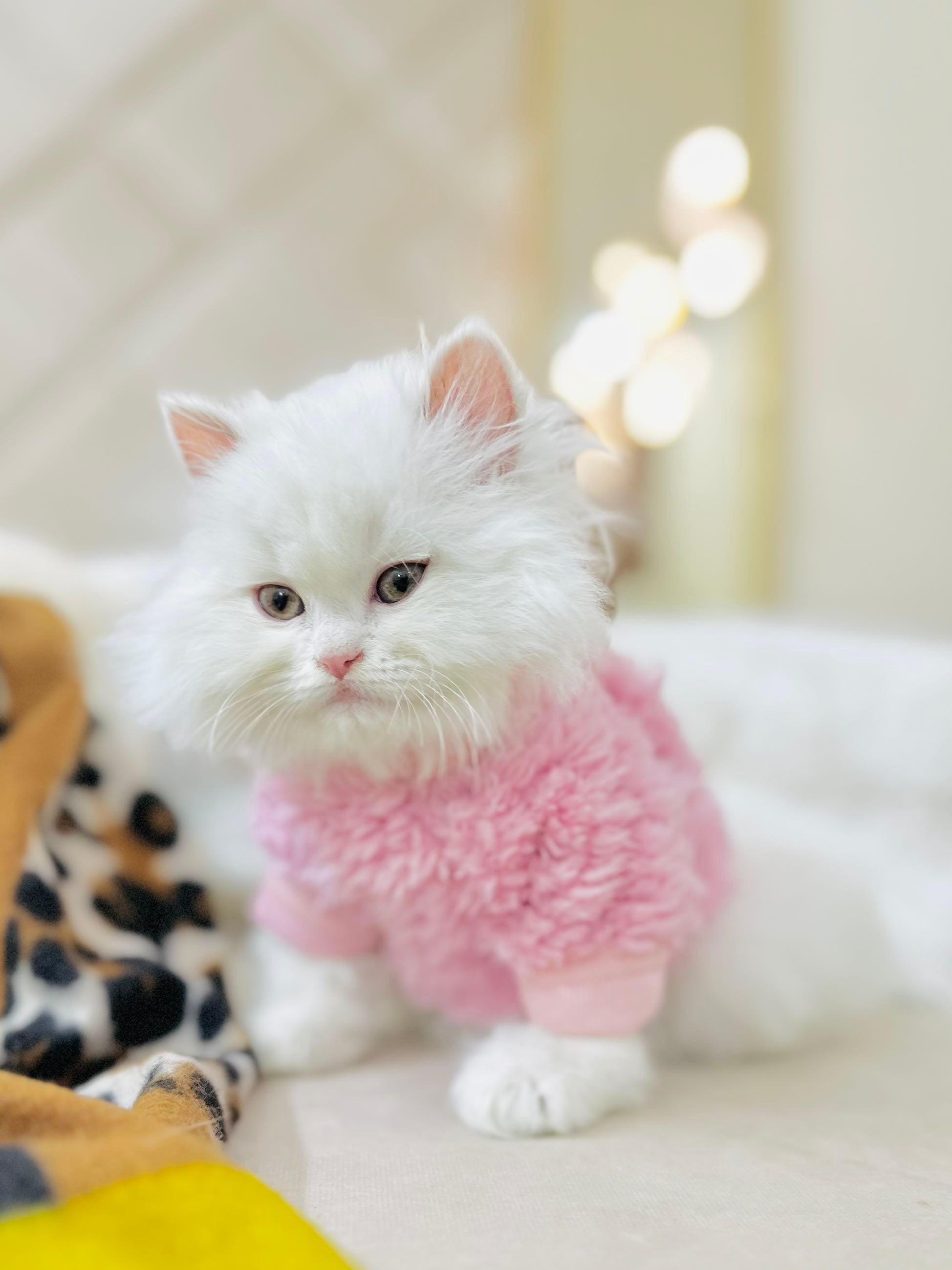 Cozy Pet Sweater -Pink  🌸