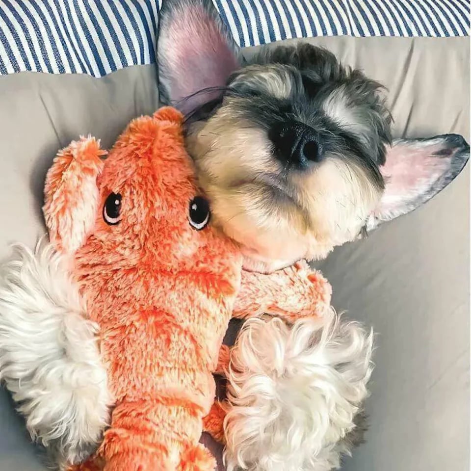 45% OFF🔥Floppy Lobster Interactive Dog Toy