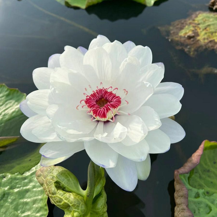 🔥Last Day 75% OFF💐The Sacred Bonsai Bowl Lotus Flower (7 days germination)