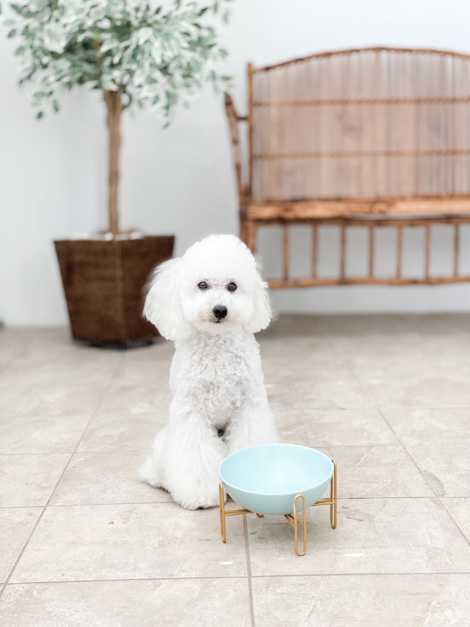 Bronze Stand Ceramic Pet Bowl in Tiffany