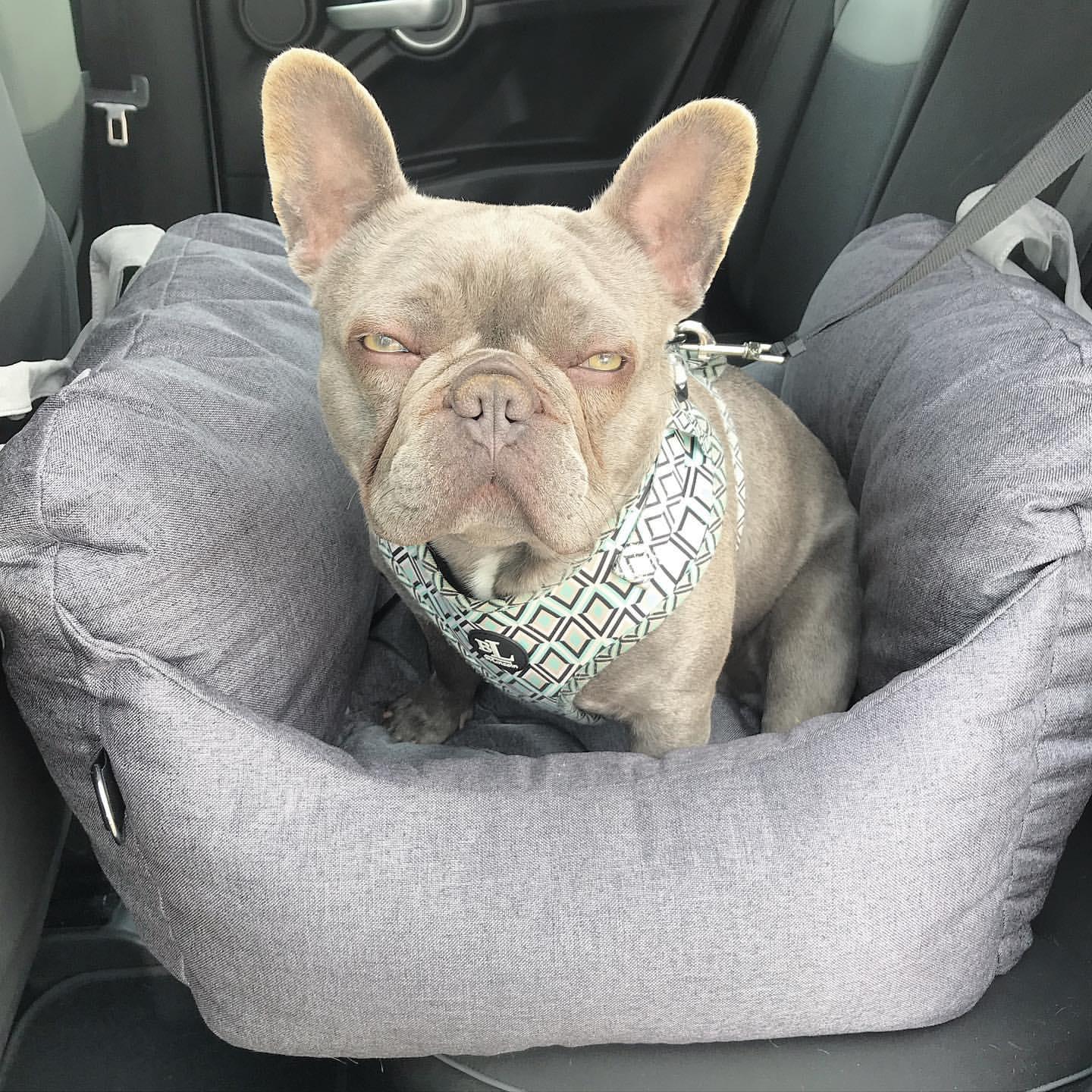 JetPaws Portable Dog Bed
