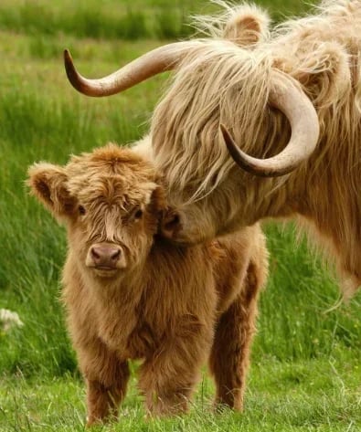 BUY 2 FREE SHIPPING 👍Scottish Handmade Highland Cattle