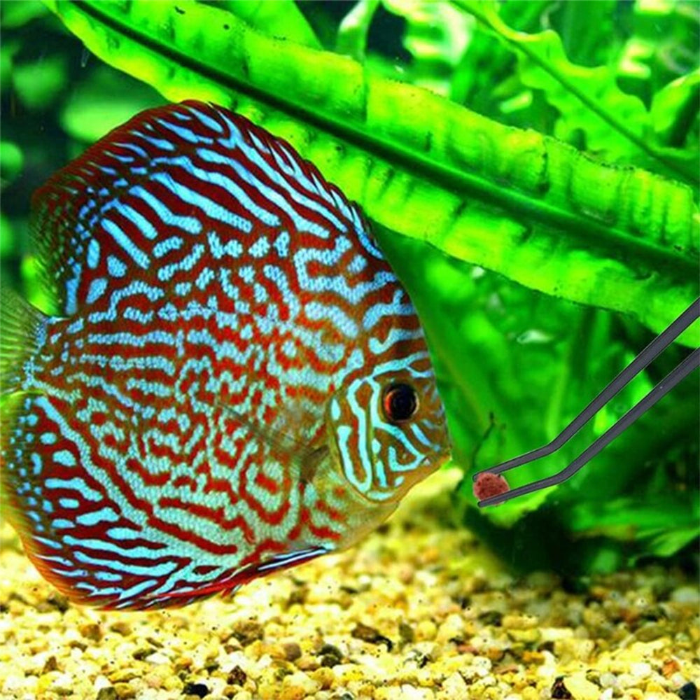 Coral Feeding Long Syringe Tube Tool