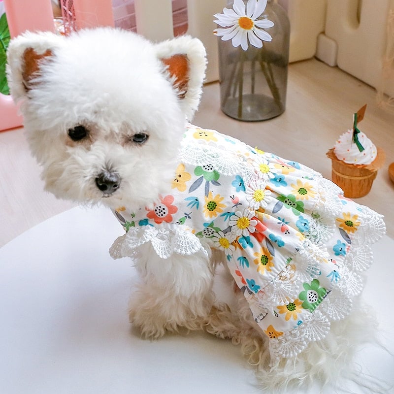 Floral Lace Design Dog Cat Dress