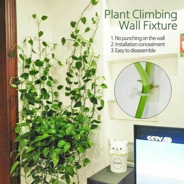 Plant Climbing Wall Fixture