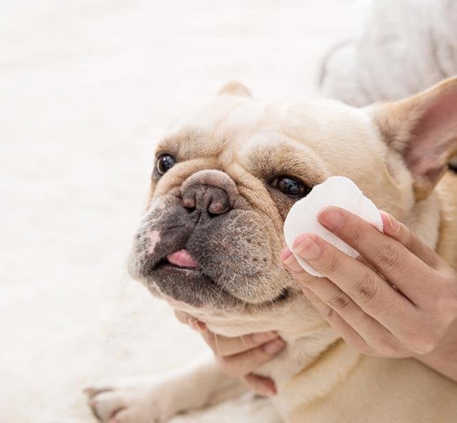 🔥Pet Tear Stain Wipes & A good companion for pets