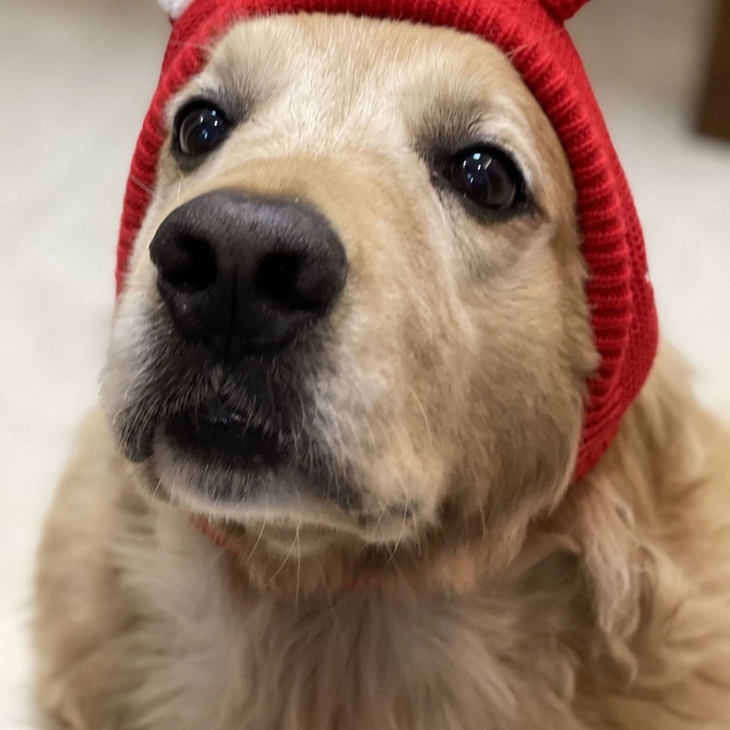 Cute Knit Solid Color Pet Hat